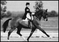 Dressage